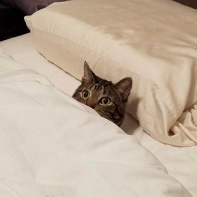 itmeseba's profile picture. i’m just here for the dogs | tech | @columbia ‘19 | 🍕🐀 at heart | he/him