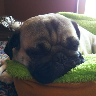 Brown うちのパグにも両前足付け根に旋毛あり 物を取る仕草で左手使うことが多いから左利きかな と思ってた そういえば クルクル回るときも左回りかも この記事面白い 犬 のつむじは91 が同じ向き 性格や利き足との関係を海外研究から紹介