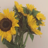 Yoosh (@ayadashti) 's Twitter Profile