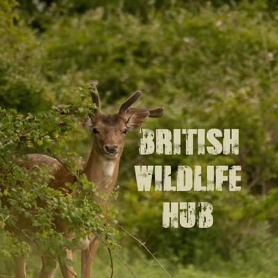 British Wildlife Hub