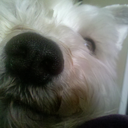 walkingmurphy's profile picture. Hi I'm Murphy!