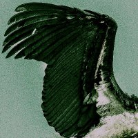 Nihiloxica (@nihiloxica) 's Twitter Profile