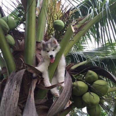 Dploy2's profile picture. 