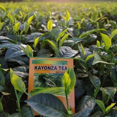 We Produce and Market the Best Quality Tea in Uganda.