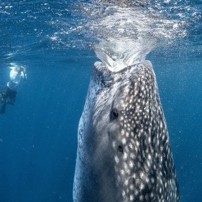 Olute1's profile picture. Spinal cord tumor warrior & advocate. Empowering individuals with similar conditions to live fully, chase their dreams & thrive in society 💪🌟