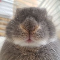 せろやん (@wmxv1ogl80fjlxl) 's Twitter Profile