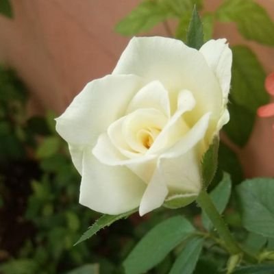 ashok_ramaji's profile picture. i don't know