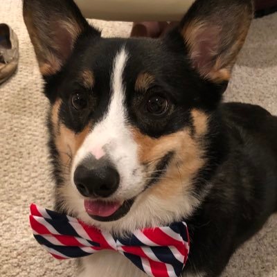 I’m a six-year-old Corgi. I love Joe and Jill Biden. I want them to live at the White House for four more years. #CorgisForBiden 🐾I