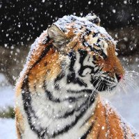 GunterMSTigersTX (@guntermstx) 's Twitter Profile