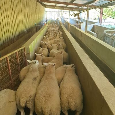 I am a Welsh sheep farmer on the National Trust Doluacothi Estate. Undertaken a Nuffield study