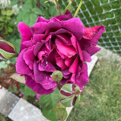 KatieBoul's profile picture. 