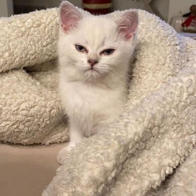 vinoskulit's profile picture. the smartest girl in my appartement.