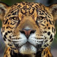 Luis Cazarez (@luiscaz86625685) 's Twitter Profile