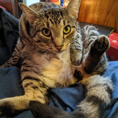 lindenbarf's profile picture. Pro-black, pro-fat, pro-gay, pro-rest, pro-hoe
Afab acab f12 Aspec anti-capitalist