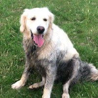 🚜HuntsworthHoond🚜 (@huntsworthh) 's Twitter Profile