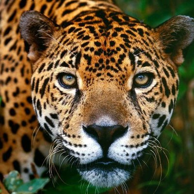 ArihDyan's profile picture. Jaguar