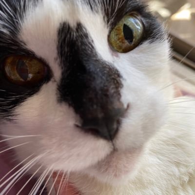 Kaikoro708's profile picture. 