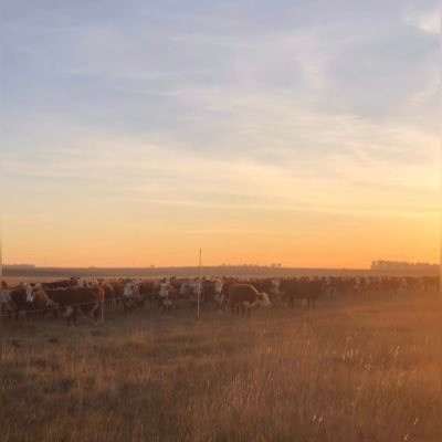 Pastoreo Racional. Cría 🐮 🐑 🐓. Buscamos el bienestar del Suelo, las Plantas, los Animales y las Personas.