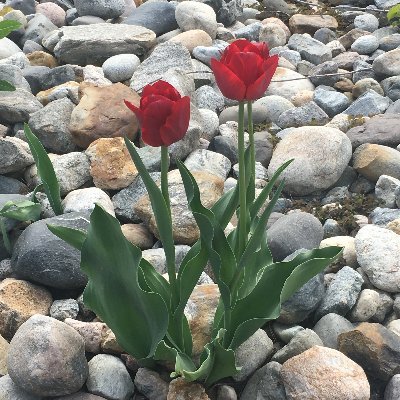 theADAPTproject's profile picture. The Adapt Project