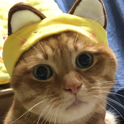 行灯さんのプロフィール画像