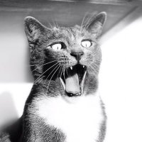 Arnold Plotnick(@TheCatExpert) 's Twitter Profile Photo