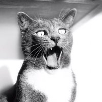 Arnold Plotnick (@thecatexpert) 's Twitter Profile Photo
