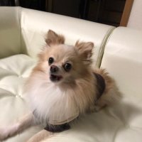 mimoza/r (@mimoza7373) 's Twitter Profile