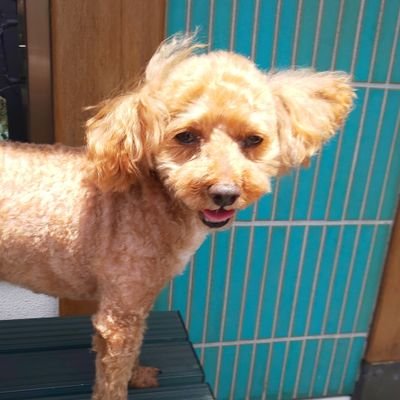 クロちゃんが気になりTwitterはじめました。ワワワワー‼
バキバキに生きていきます
(●´ω`●)
柔らかくて美味しいもの食べたいです(°U°)