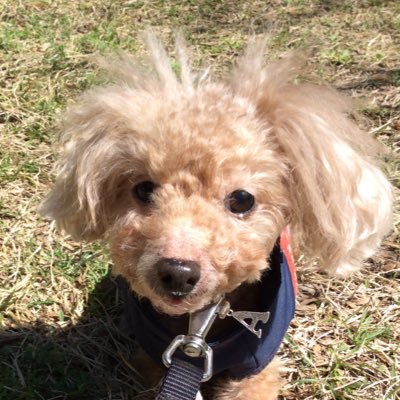 ぴぴね☆べいべーさんのプロフィール画像