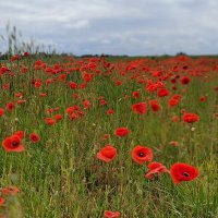 lovelenz (@lovelenz) Twitter profile photo