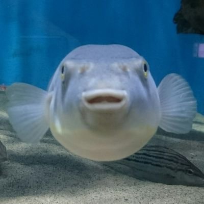 趣味はガチャガチャです。スズメ、リス、たぬき、くら寿司が今のところ凄い好き

6P ソフトテニス