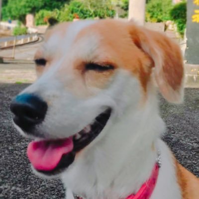 過保護犬ひなの V Twitter お客さん 来ないかなぁ って二本足で立って待っているwww 犬のいる暮らし カフェわんこ 犬同伴ok 奄美パンケーキ わんこ 奄美大島 奄美 奄美カフェ 奄美大島カフェ