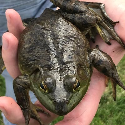 BradenHoag's profile picture. I like watching lazarbeam