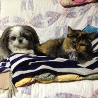 Toshi爺 & Sachi 婆 💕poke🐶&よりめ😻💕 (@toshisachi3) 's Twitter Profile