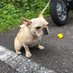 @pug_kabu_yaruyo