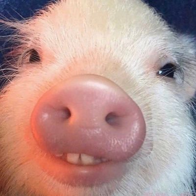 ilalala83's profile picture. idfgaftbfh ••really professional potato••