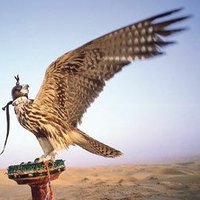 جرناس الخليج (@gernasalkhaleej) 's Twitter Profile