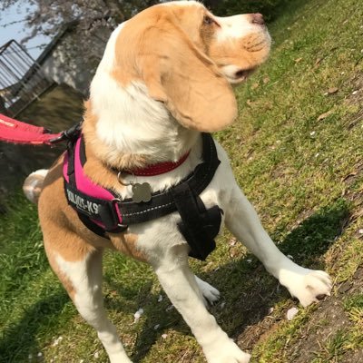 maron040's profile picture. 寝るのが大好きマロン♀の写真を呟いていきます！ヤンキーボーイで生まれた4歳。わんちゃん関連フォロバします！是非ともフォローよろしくお願いします！無言フォロー失礼します。