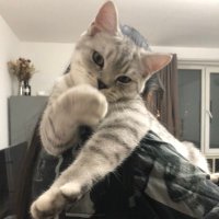 莫罗 (@badmors) 's Twitter Profile