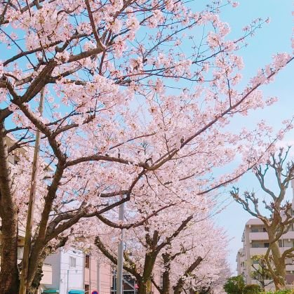 Sheryl24312145's profile picture. 取引専用サブアカウント
本アカやメルカリ・ラクマでの取引経験多数。