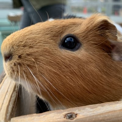 HgIAf6BJf3Of6Vf's profile picture. 