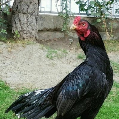 虚丹生モムさんのプロフィール画像