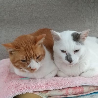 GsAkGHDHiwQZV78's profile picture. 神奈川県在住🏠️
実家のネコ🐱プニョ＆でんでん‼️宜しくお願いします😸