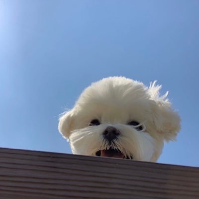 めい