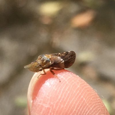 kazuto_666's profile picture. 犬と子供の散歩がてら見かけた虫をスマホで撮影しいる主婦。生き物/ゲーム/漫画/お絵描き好き。苦手なものはあまりない。夢ok。