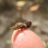 kazuto_666's profile picture. 犬と子供の散歩がてら見かけた虫をスマホで撮影しいる主婦。生き物/ゲーム/漫画/お絵描き好き。苦手なものはあまりない。夢ok。