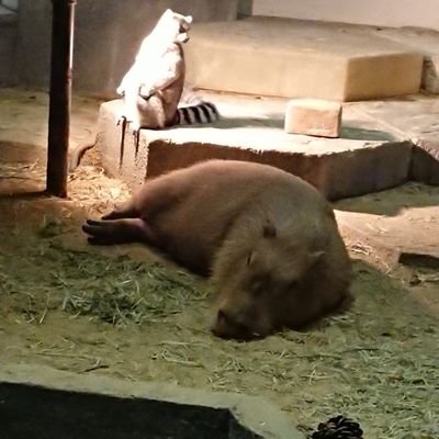 Kazu56982243's profile picture. 今年の目標: ダイエット、転職、資格取得、なんか新しいこと始める