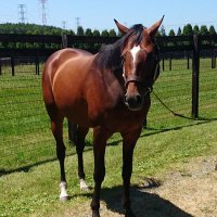 HILO-armknmnb (@horsehrs) 's Twitter Profile