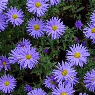 twi_basicincome's profile picture. #ベーシックインカム を基軸とした戦略 このアカウントはベーシックインカムに関することを発信しているアカウントです。　#参加型拡大通貨 #消費者主義社会