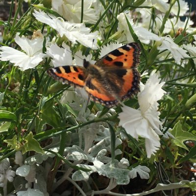 sumnoob2's profile picture. Just sum noob